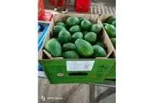 Fresh Kenyan Avocados